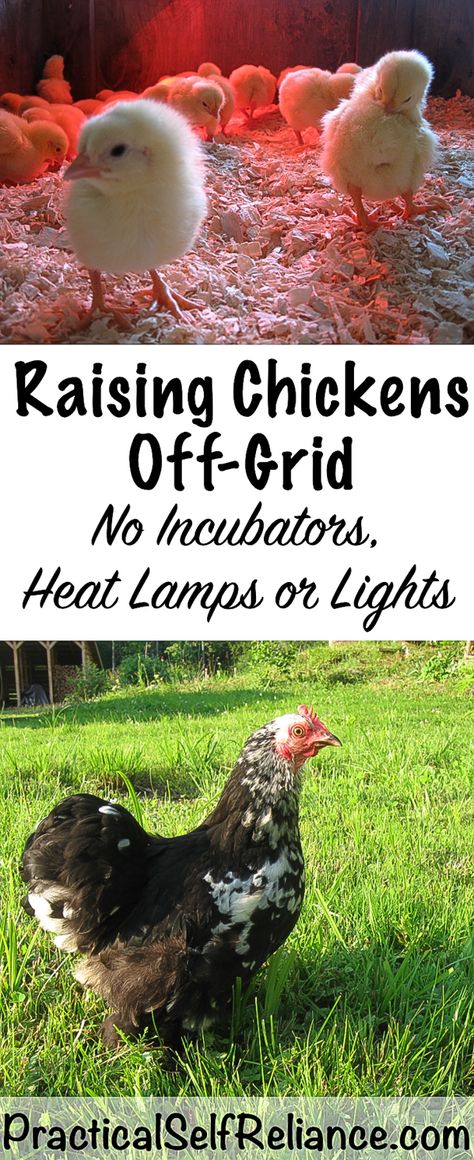 Homesteading Chickens, Hen Houses, Homestead Animals, Grid Ideas, Baby Chicks Raising, Chicken Incubator, Hobby Farming, Portable Chicken Coop, Raising Chicks