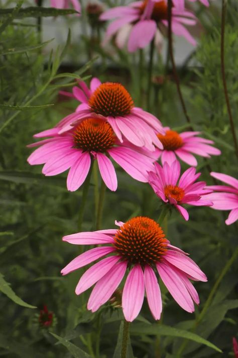 Wild Flower Reference, Herbal Landscaping, Flowers Drawing Reference, Wild Flowers Aesthetic, Wild Flower Illustration, Diy Patio Garden, Wild Flowers Garden, Echinacea Plant, Echinacea Flower