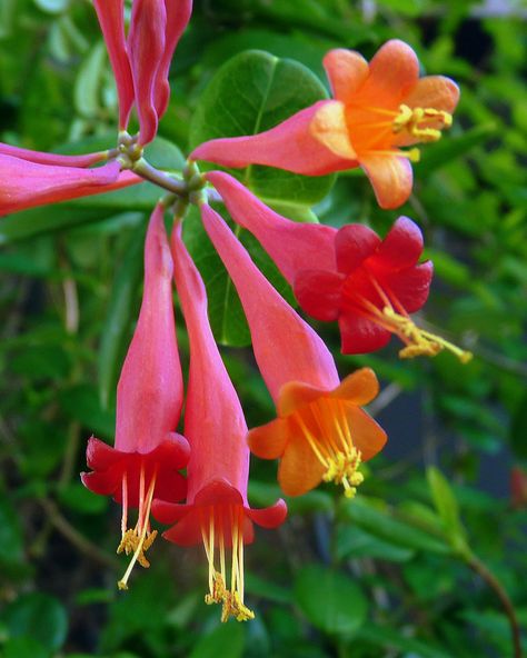 Coral Honeysuckle for hummingbirds Arid Garden, Coral Honeysuckle, Evergreen Climbers, Fast Growing Vines, Swan Pictures, Honey Suckle, Honeysuckle Vine, Growing Vines, Bird Tattoos