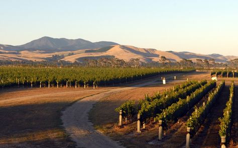 Read more about Martinborough's award-winning Pinot noir wines - In Waiarapa, NZ (A little north of Wellington) Pinot Noir Wine, New Zealand North, Wine Top, South Island, Wine Region, Pinot Noir, Travel Inspo, Wine Country, Wellington