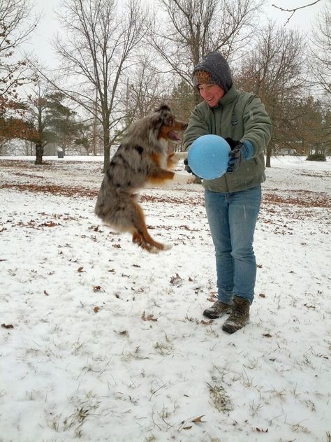 Raising a Mini Aussie: How long does it take a Mini to be full grown and get their coat? Miniature Australian Shepherd Full Grown, Mini Aussie Shepherd Full Grown, Mini Aussie Full Grown, Mini Aussiedoodle Full Grown, Mini Australian Shepherd Full Grown, Mini Aussie Shepherd, Mini Aussie Puppy, Miniature Australian Shepherd, Aussie Shepherd