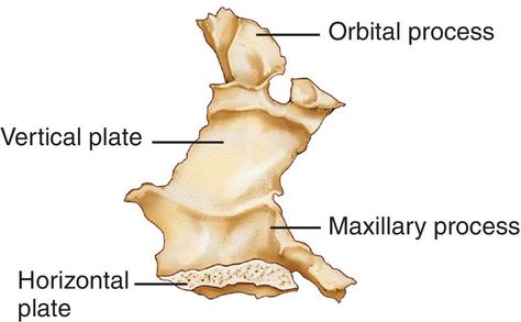 Palatine Bone, Bone Anatomy, Medical Dictionary, Anatomy Drawing, Anatomy And Physiology, Head And Neck, Beautiful Makeup, Anatomy, Bones