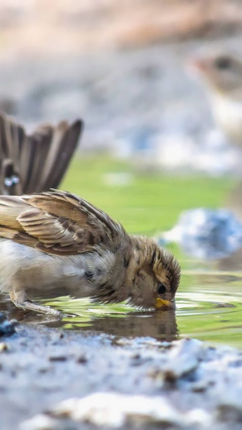 After rain bird drinking water on the streets Birds Drinking Water, Rain Bird, After Rain, Water Reflections, Locked Wallpaper, Water Design, Cute Cats And Dogs, Drinking Water, The Streets