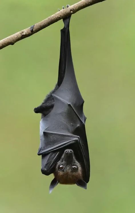 Bat Reference Photo, Bat Upside Down, Bat Hanging Upside Down, Upside Down Bat Tattoo, Hanging Bat Tattoo, Bat Photography, Bat Reference, Upside Down Bat, Bat Sketch