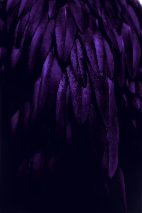 Purple Bird Aesthetic, Purple Raven Aesthetic, Purple Wings Aesthetic, Lucanis Dellamorte Aesthetic, Black And Purple Aesthetic Dark, Dark Purple And Black Aesthetic, Kristin Aesthetic, Purple Demon Aesthetic, Purple Royalty Aesthetic