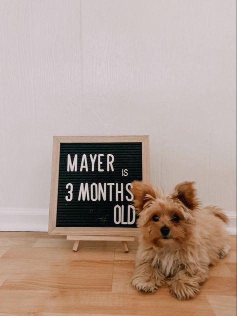 Puppy milestone photo #morkie #milestonephoto #letterboard Puppy Milestones Photos, Monthly Pictures, Age Photos, Dog Ideas, Golden Doodle, Christmas Stuff, New Puppy, Goldendoodle, Milestones