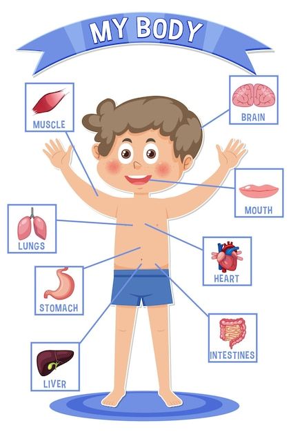 Internal organs of the body for kids | Premium Vector #Freepik #vector #preschool #kids-body #kindergarten-cartoon #kindergarten Internal Organs For Kids, Body Kindergarten, Organs Of The Body, Internal Organs, Colouring Sheets, Kids Illustration, Kids Vector, 80s Cartoons, Body Organs