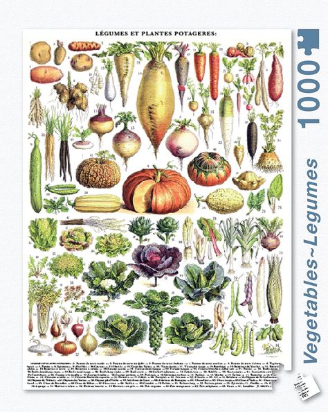 AmazonSmile: New York Puzzle Company - Vegetables ~ Légumes - 1000 Piece Jigsaw Puzzle: Toys & Games Vegetable Chart, Adolphe Millot, Illustration Botanique, Forest Painting, Paul Gauguin, Scientific Illustration, Illustration Vintage, Botanical Drawings, Vintage Botanical