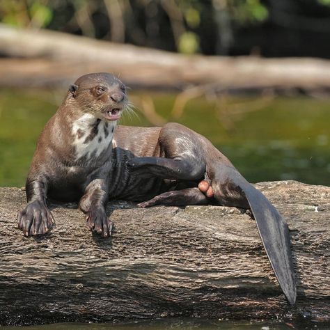 Giant River Otter River Wolf (Pteronura brasiliensis) The river WOLF It is the largest member of the Mustelidae, or weasel family,… Ariranhas Animal, Hannah Abbott, Giant Otter, Giant River Otter, Kokanee Salmon, River Otters, Cute Ferrets, Kingdom Animalia, River Otter