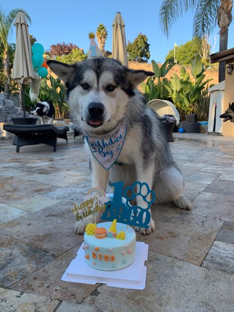 Husky Birthday Party, Husky Birthday, Celebrating Birthday, Melting Moments, Baby Pic, Dog Birthday Party, Happy Tails, Party Fun, Heart Melting