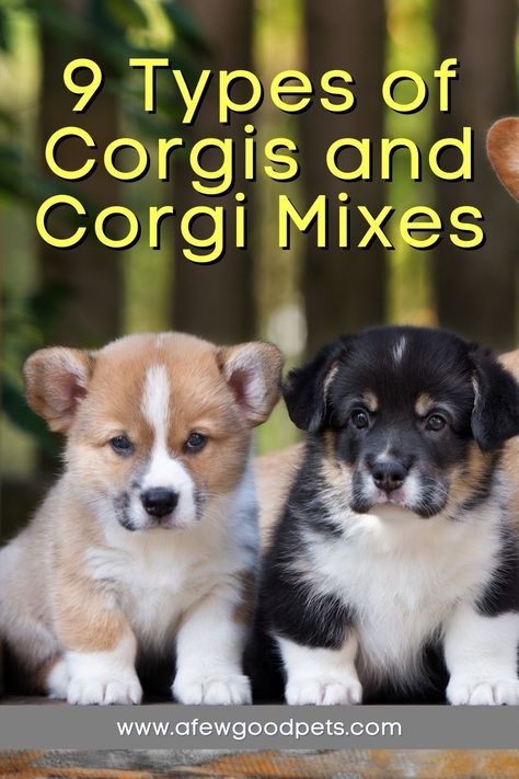 Corgis are famed for being the favorite dog breed of the Queen of England. But if you are unfamiliar with the Corgi, you have come to the right place. The Corgi is a small dog whose origin traces back to Wales. In this article, we will discuss this famous and funny looking herding dog in detail and take a look at different types of Corgis and crossbreeds. #info #tips #listof #ideas #corgis #typesof #afewgoodpets Mini Aussie Corgi Mix Puppy, Mini Corgi Full Grown, Brindle Corgi, Corgi Colors, Corgi Aussie Mix, Welch Corgi, Funny Corgi Pictures, Corgi Mix Puppies, Corgis Puppies