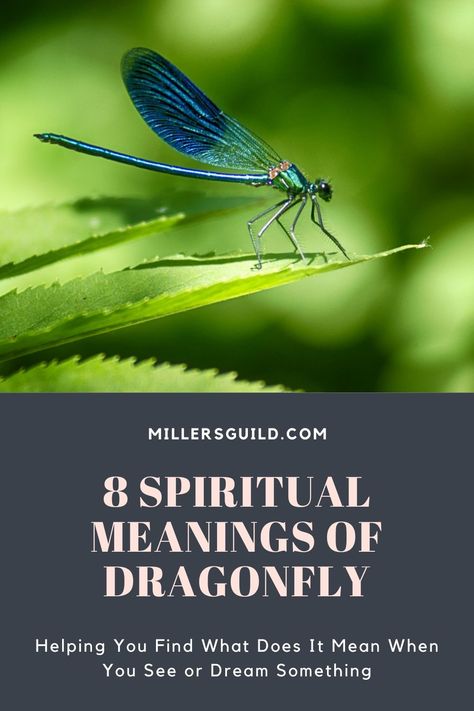 8 Spiritual Meanings of Dragonfly Dragonfly Meaning Spiritual, Animals Symbolism, Types Of Dragonflies, Dragonfly Meaning, Dragonfly Symbolism, Transparent Wings, Night Meaning, Beautiful Insects, Peaceful Heart