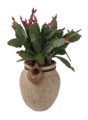 Christmas Cactus Propagation, Christmas Cactus Care, Christmas Cactus Plant, Easter Cactus, Holiday Cactus, Orchid Cactus, Indoor Cactus, Hgtv Garden, Cactus Care