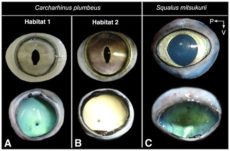 Eyes Shark Eyes, Shark Information, Cabbage White Butterfly, Tapetum Lucidum, Facial Shapes, Small Cabbage, Shark Pictures, Man Beast, White Butterflies