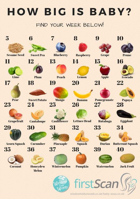 Baby Fruit Size, Pregnancy Fruit, Baby Size By Week, Pregnancy Preparation, Healthy Pregnancy Food, Pinterest Baby, Baby Weeks, Fruit Baby, Pregnancy Facts