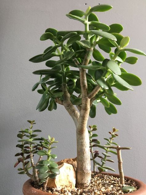 Lucky Plants For Home, Garden Landscaping Design, Jade Bonsai, Garden Inspired Wedding, Plants For Home, Lucky Plant, Diy Plant Hanger, Crassula Ovata, Best Indoor Plants