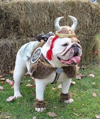 Fantasy Dog, Halloween Pets, Halloween Costumes 2014, Puppy Costume, Viking Costume, Steampunk Design, Holiday Planning, Dog Costumes, Dog Costume