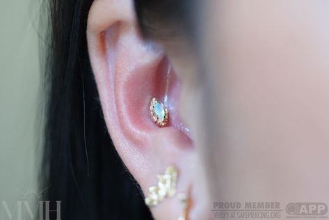 Taryn added this fresh conch with the stunning large Honor in yellow gold and Opal. This design comes in two sizes, which makes it versatile for almost any piercing! #professionalbodypiercing #professionalbodyjewelry #makemeholey #makemeholeybodypiercing #appmember #safepiercing #mmhtaryn #conchpiercing #conch #auadore @au.adore @piercingsbytaryn Conch Jewelry Studs, Inner Conch Piercing, Conch Jewelry, Conch Piercing, Conch, Opal, Yellow Gold, Yellow, Gold