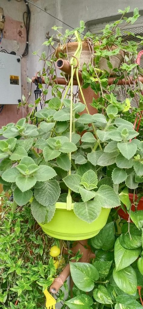 Ajwain Plant, Lavender Plant Care, Growing Marigolds, Cape Gooseberry, Bean Varieties, Best Edibles, Green Photography, Bush Beans, Hanging Flower Baskets