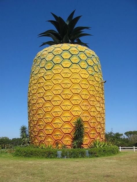 Real life pineapple house Architectural Follies, Spongebob House, Big Pineapple, Pineapple Lovers, Pineapple Wallpaper, Crazy Houses, Pineapple Under The Sea, Pineapple Express, Unusual Buildings