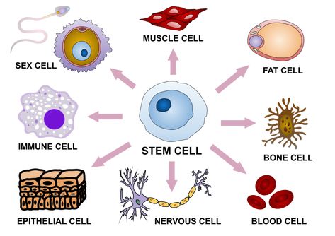 The key difference between differentiation and morphogenesis is that differentiation describes how cells become specialized in order to carry out unique fu Energetic Anatomy, Cell Definition, Cell Differentiation, What Is Stem, Cord Blood Banking, Stem Cell Research, Cell Division, Cell Structure, Stem Cell Therapy