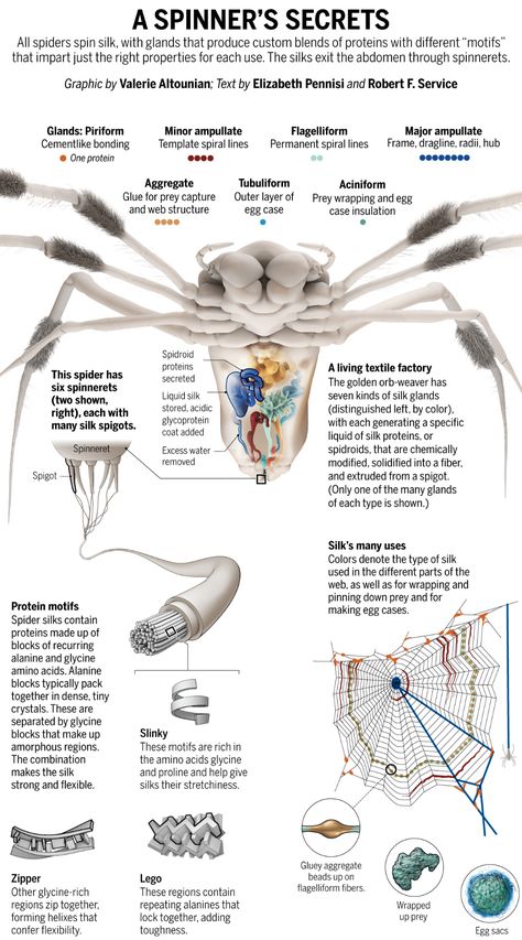 Spiders Natural Spider Repellant, Peacock Spider, Spider Species, House Spider, Spider Silk, Prehistoric Wildlife, The Ancient One, Nature School, Earth And Space Science