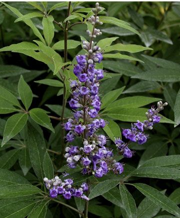 Compound leaf Vitex Agnus Castus, Trees For Front Yard, Agnus Castus, Desert Willow, Chaste Tree, Cherry Flower, Mountain Laurel, Fast Growing Trees, Flower Spike