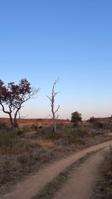 Beautiful dusk photo in the bush #nature #naturelovers #african #wildlife #aesthetic #dusk #bush #animals Bush Aesthetic, Wildlife Aesthetic, African Plains, The Bush, African Wildlife, Emotional Intelligence, Animal Pictures, Rocky, Sketch