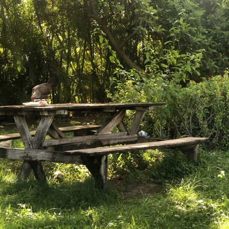 #aesthetic Picnic Bench Aesthetic, Summer Backyard Aesthetic, Picnic Table Aesthetic, Dsmp Aesthetic, Picnic In The Woods, Aesthetic Camping, Summer Backyard, Picnic Bench, Magic Forest