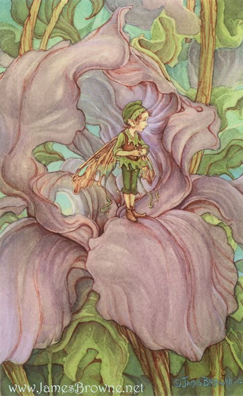 Fairy Paintings, Spring Fairy, Elves And Fairies, Fairy Dragon, Fairy Artwork, Iris Flower, Fairies Elves, Vintage Fairies, Fairy Magic