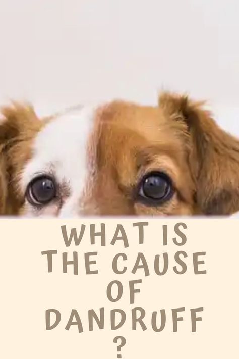 So what does dog dandruff look like and causes of excessive dandruff in dogs? Come find out more info for your pet! #DogBreeds #SmallDogBreeds #BigDogBreeds #DogGrooming Dog Dandruff Remedy, Dandruff Essential Oil, What Causes Dandruff, Dog Dandruff, How To Remove Dandruff, Diy Dog Wash, Severe Dandruff, Dandruff Causes, How To Treat Dandruff