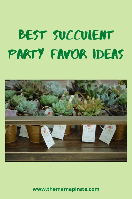 I have been growing succulents for many years and want to grow more. Do you know that you can use these beautiful-looking succulents as a party favor for weddings, baby showers, and anniversaries? Party Favor Succulents, Succulent Party Favors Diy, Succulents Party Favors, Plant Party Favors, Succulent Baby Shower Favors, Wedding Party Favor Ideas, Wedding Favor Sayings, Succulent Party, Succulent Party Favors