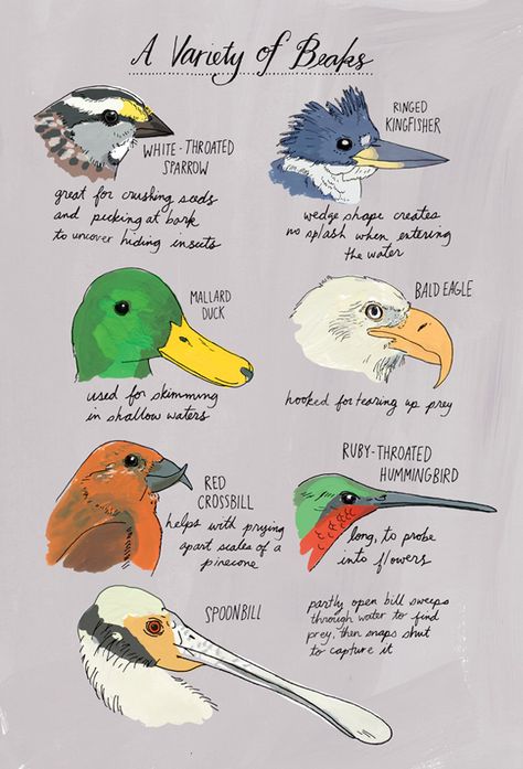 Nature Anatomy, Julia Rothman, Birds For Kids, Brain Pickings, Homeschool Nature Study, Bird Beaks, Bird Identification, Bird Theme, The Natural World