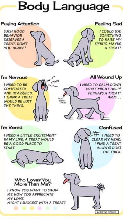 Dog Body Language, Dog Behavior Problems, Dog Obedience Training, Dog Health Tips, Dog Training Advice, Dog Language, 강아지 그림, Dog Things, Dog Facts