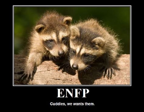 Give me all your cuddles. Enfp Boyfriend, Enfp And Infj, Personalidad Enfp, Intj Enfp, Jessica Walsh, Meyers Briggs, Enfp Personality, Enfp T, Lost Stars