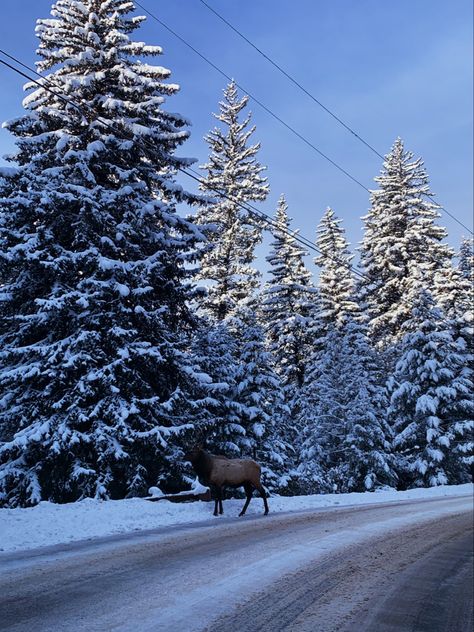 Colorado winter nature snow Snow Colorado, Nature Snow, Colorado Winter, Winter Nature, Colorado, Screen, Nature