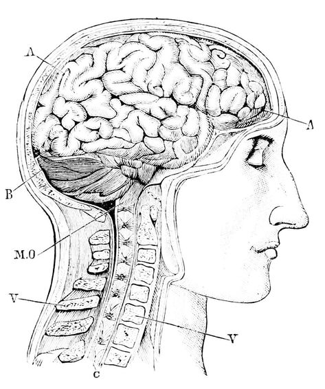 Beautiful line drawing Brain Drawing, Profile View, Manga Drawing Tutorials, Anatomy Study, Beautiful Lines, Side View, Manga Drawing, Vintage Pictures, Brain