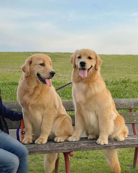 Cute Golden 🥰🥰 Follow us : @golden_retriever_75621 Credit : Respective Owner Please Dm for credit or remove . . . . . . . . . . . #retriever #goldensofinstagram #goldenretrieverpuppy #goldenretrievers #goldens #goldenpuppy #gloriousgoldens #goldenretrieverlove #doglovers Golden Puppy, I Like Dogs, Golden Retriever Puppy, Retriever Puppy, Wildlife Nature, Dogs Golden Retriever, Cute Dogs And Puppies, Art Photos, Golden Retrievers