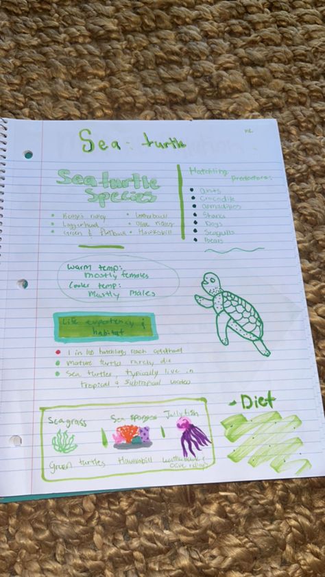 Marine Biology Aesthetic Notes Sea Turtles, Marine Biology Notes Turtle, Sea Turtle Notes, Marine Biology Book, Marie Biology, Marine Biology Drawings, Marine Biology Notebook, Marine Biology Journal, Biology Astethic