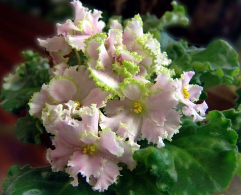 Silver Romance variety Plants For Indoors, Dark Purple Flowers, African Violets Plants, Violet Plant, Violet Flowers, Home Vegetable Garden, African Violet, Pink Petals, Violet Flower