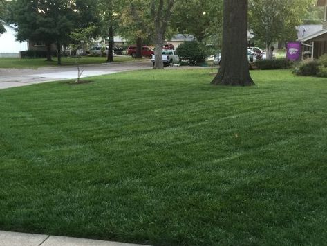 Fescue Grass Lawn, Tall Fescue Lawn, Zoysia Sod, Tall Fescue Grass, Sod Grass, Fescue Lawn, Clover Lawn, Organic Lawn Care, Climate And Weather