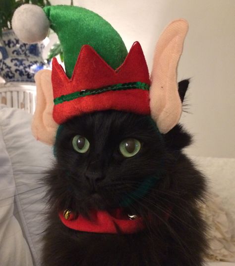 Cat in hat... My elf on a shelf...Lola Greenberg Meri Crismas, Cute Christmas Matching Pfp, Cat With Christmas Hat, Christmas Profile Pictures, Matching Christmas Pfp Friends, Christmas Kitties, Elf Cat, Cat Celebrating, Shelf Elf