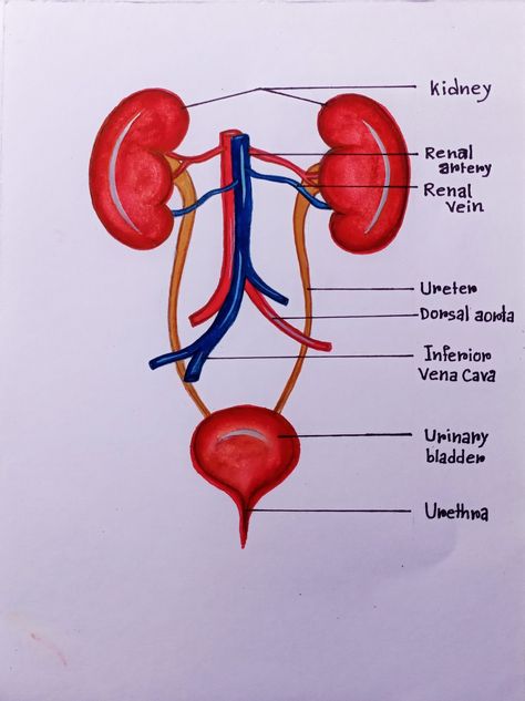 Urinary System Project, Urinary System Drawing, Urinary System Diagram, Urinary System Notes, Urinary System Anatomy, Diagram Drawing, Notes Inspo, Urinary System, Aesthetic Notes