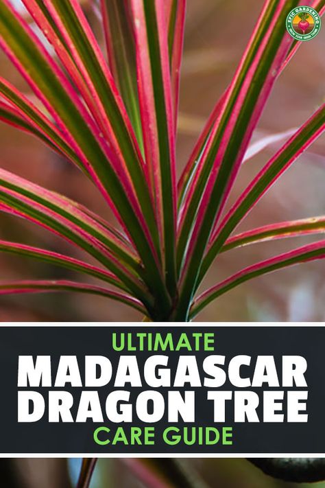 Dragon Tree Plant Care, Funky Plants, Dragon Tree Plant, Madagascar Dragon Tree, Houseplant Collection, Palm Plants, Dracaena Marginata, Snake Plant Care, Dracaena Plant