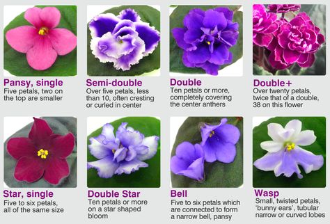 Year of the African Violet - National Garden Bureau Cute House Plants, African Violet Care, Weed Barrier, Flower Types, Different Types Of Flowers, Violet Flowers, Violet Eyes, 2024 Year, Plant Science