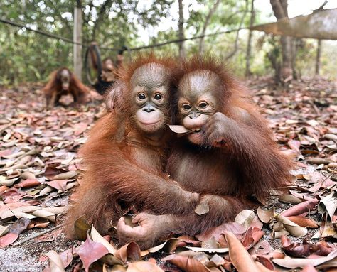 Their devoted carers are looking after the fun-loving infant apes as they recover from high fevers and serious coughs brought on by the arid fumes Borneo Orangutan, Cat Diseases, Baby Orangutan, Monkey Pictures, Great Ape, Cute Monkey, Primates, Sweet Animals, Animals Friends