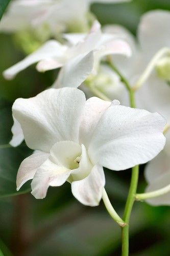 Dendrobium White orchids White Dendrobium Orchids, Flower Identification, Sweet Flowers, Dendrobium Orchids, Design Flower, White Orchids, Beautiful Life, White Flower, Life Is Beautiful