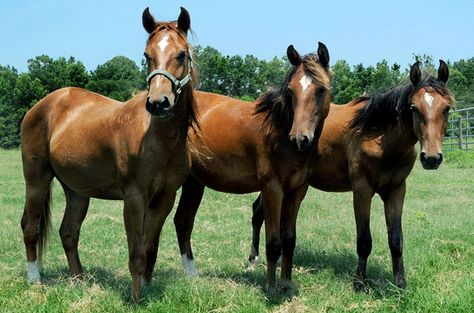 Florida Cracker Horse, Fell Pony, Hackney Horse, Florida Cracker, American Saddlebred Horses, Canadian Horse, Irish Sport Horse, Lusitano Horse, Akhal Teke Horses