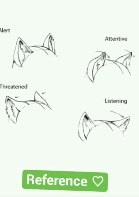 Wolf body language ears Wolf Ear Drawing Reference, How To Draw Wolf Ears On A Person, Wolf Body Language, How To Draw Wolf Ears, Wolf Ears Reference, Wolf Ears And Tail Drawing, Wolf Language, Wolf Tail Drawing, Wolf Ears Drawing