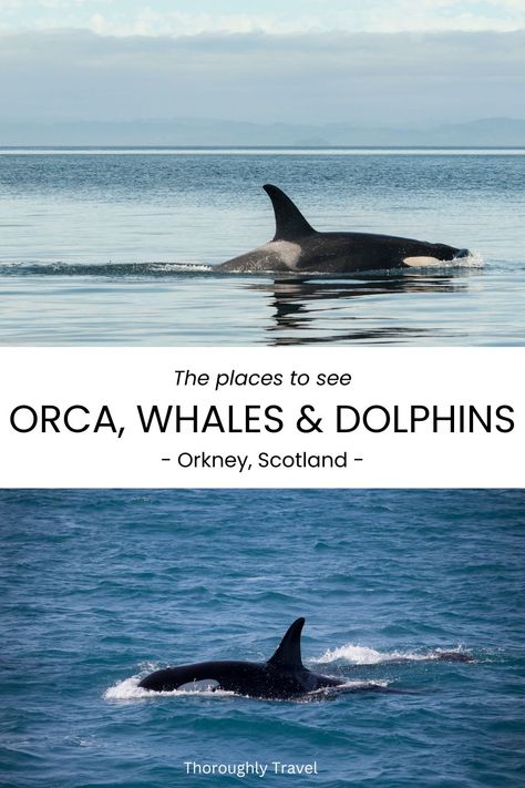 A travel guide cover features two pictures of black and white killer whales. Northern Island, Scotland Road Trip, Wildlife Travel, Orkney Islands, Shetland Islands, Orca Whales, Remote Island, Europe Summer, Dream Holiday